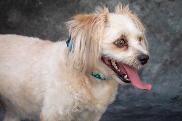 A cute Chihuahua / poodle mix