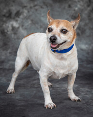 This is a cross mainly between a Toy Fox Terrier and a Chihuahua.