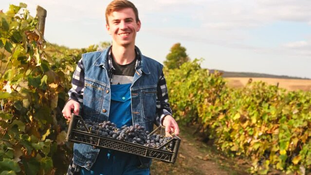 Close up video of a happy young farmer worker man holding a basket of ripe grapes in his hands going through the rows of grapes in the vineyard.