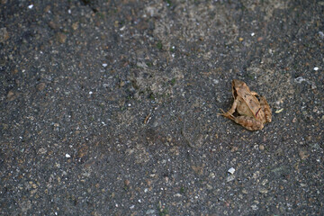 Photography to theme beautiful brown frog amphibian, animal toad on forest street. Photo consisting of wet pimple frog amphibian, toad sits on asphalt path. Adorable body toad is wild frog amphibian.