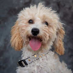 A smiling into the camera Poodle.