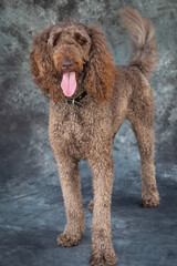 A bouncy, long legged , brown Labradoodle.