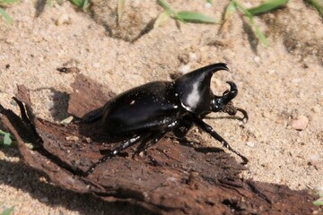 Large Black Rhinoceros Beetle Sitting on a Piece of Bark, Buderim, Australia