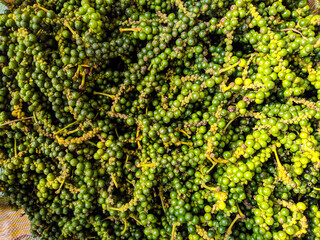 Green peppercorns. They become black pepper after drying in sunlight