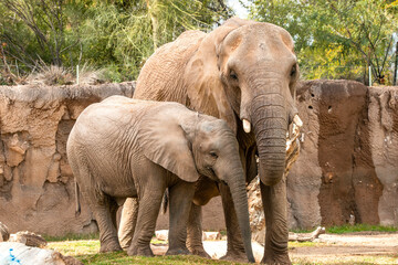 Fototapeta premium Elephant at the zoo
