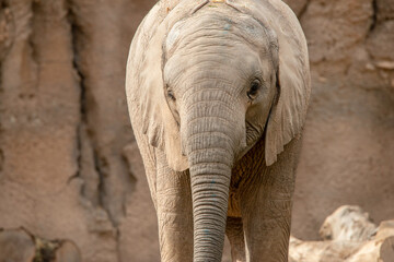 Elephant at the zoo