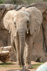 Fototapeta na wymiar Elephant at the zoo