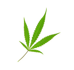 Cannabis leaf on white background