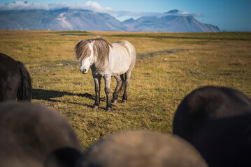 Portrait of an Icelandic horse (aka Icelandic Pony) in the Icelandic Mountain landscape, Iceland, Europe