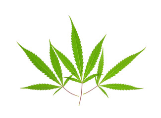Cannabis leaves on white background