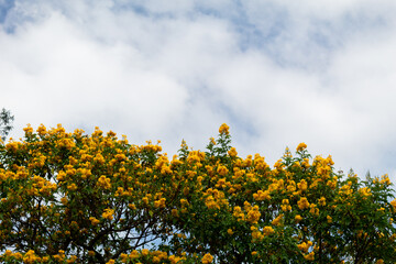 Árbol de flores amarillas en día soleado con un cielo de fondo