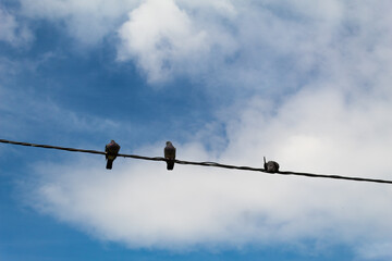 Tres palomas posadas en cable en día soleado