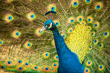 Obraz premium Peacock
