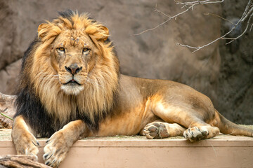 Male Lion