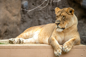 Male Lion