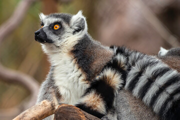 Ring Tailed Lemur
