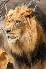 Male Lion