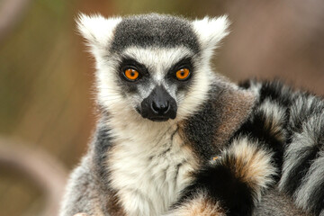 Ring Tailed Lemur
