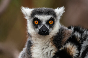 Ring Tailed Lemur © SE Viera Photo
