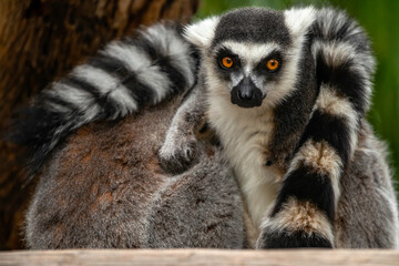 Ring Tailed Lemur