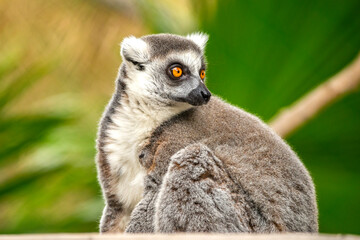Fototapeta premium Ring Tailed Lemur