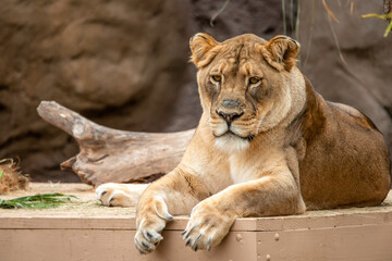Male Lion
