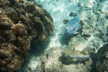 Fototapeta na wymiar Underwater photo of Puffer Fish (Tetraodontidae) at Iboih, Pulau Weh Island, Aceh Province, Sumatra, Indonesia, Asia