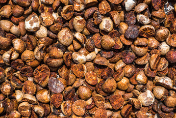 Betel Nut drying in the sun at Iboih, Pulau Weh Island, Aceh Province, Sumatra, Indonesia, Asia, background with copy space