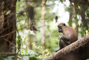 Long Tailed Macaque (Macaca Fascicularis) in the jungle at Bukit Lawang, Gunung Leuser National Park, North Sumatra, Indonesia, Asia