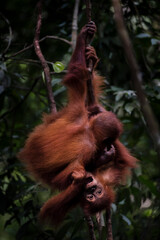 Funny photo of two baby Orangutans (Pongo Abelii) in the jungle near Bukit Lawang, Gunung Leuser National Park, North Sumatra, Indonesia, Asia