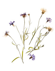 Dried pressed flowers on white background