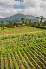 Farm land and fields in the foothills of active Sinabung Volcano, Berastagi (Brastagi), North Sumatra, Indonesia, Asia