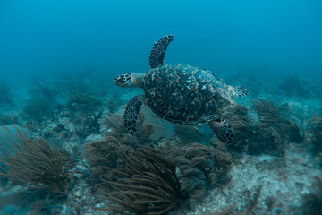 sea turtle underwater swim in the ocean scenery blue water