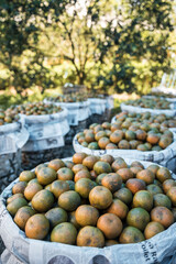 Orange farm, Berastagi (Brastagi), North Sumatra, Indonesia, Asia