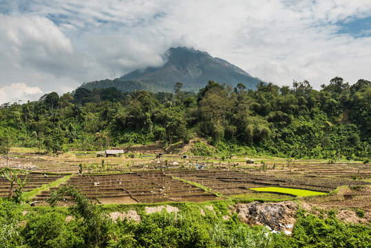 Paddy fields in the foothills of active Sinabung Volcano, Berastagi (Brastagi), North Sumatra, Indonesia, Asia