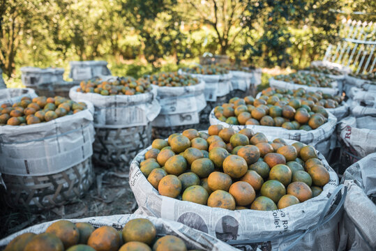 Orange farm, Berastagi (Brastagi), North Sumatra, Indonesia, Asia