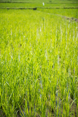 Tropical rice paddy fields close up landscape at Lake Toba (Danau Toba), North Sumatra, Indonesia, Asia, background with copy space