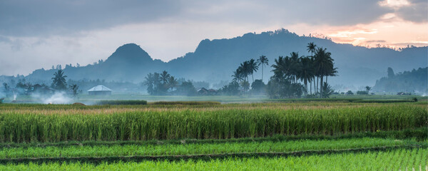 Rice paddy fields, Bukittinggi, West Sumatra, Indonesia, Asia