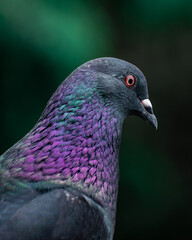 Abrigo de Plumas