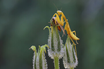 A yellow praying mantis is eating a moth on a wildflower. This insect has the scientific name Hierodula sp.  - obrazy, fototapety, plakaty