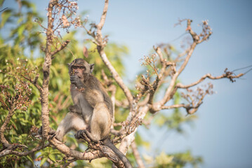 Monkey at Mount Zwegabin, a mountain at Hpa An, Kayin State (Karen State), Myanmar (Burma)