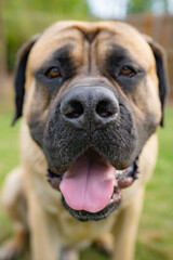 English Mastiff