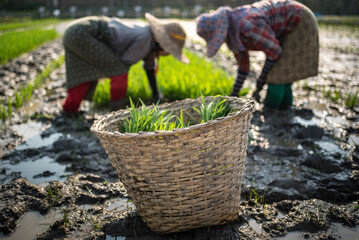 Farmers in rice paddy fields, Inle Lake, Shan State, Myanmar (Burma)