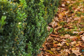 Hedge with autumn leaves in park