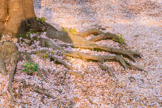 Close up image of Falling pink cherry blossom leaf petals on the ground under the big tree
