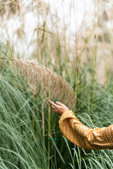 Taean,South Korea-October 2021: Close up image of Woman hand reaching for a soft golden pampas grass in autumn season