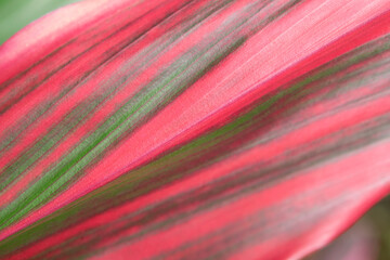 Soft focus of Cordyline fruticosa, beautiful red-green leaves with diagonal striped line in the natural soft light and shiny for the background.