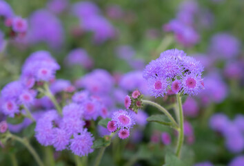 Selective focus of Ageratum billy goat weed flowers. Small purple grass flowers in the garden on blurred background.