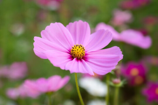 Close-up of Cosmos sulphureus, soft pink cosmos flowers blooming in the garden with blurred background.