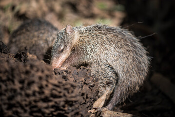 Common Tailless Tenrec (Tenrec Ecaudatus), endemic to Madagascar